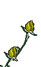 my fave flower if anyone cares to know...HINT@DUSTIN:)lol