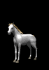 Pretty Horse